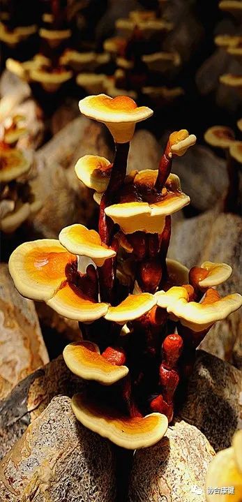 協合生物集團及協合超級抗原高聚生簡介